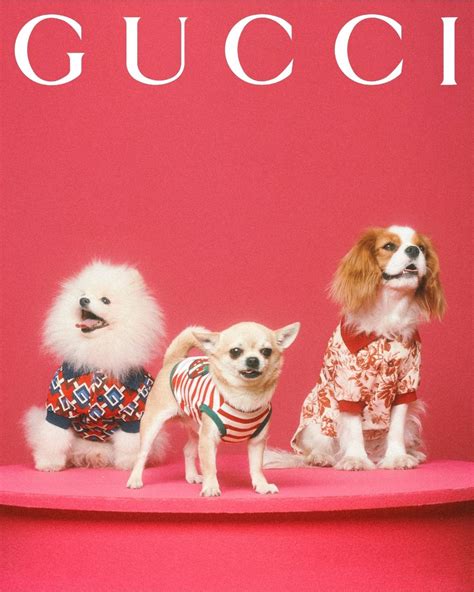 gucci pet 2018|Gucci pet collection dogs.